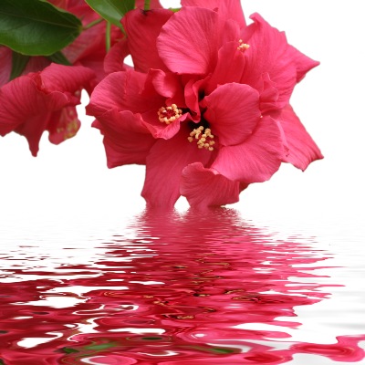 The " Beauty of Hibiscus,"   Chinese hibiscus photo in a Chinese garden - a photo expertly taken by joggi2002 from Germany.