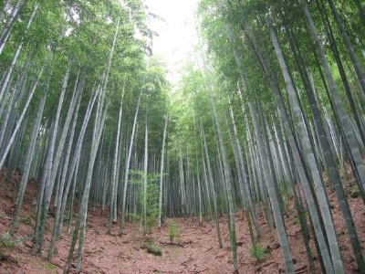 " Bamboo Forest," Photgraphed by Noa & Amir.