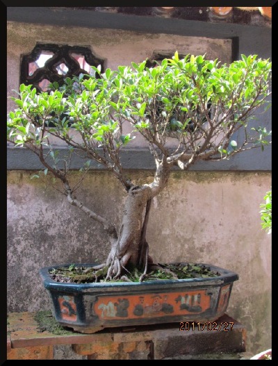 A penjing banyan enhancing the window of a Southern China garden.