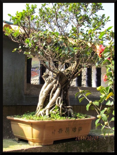 A penjing banyan, complimenting the window behind, in a Southern China garden.