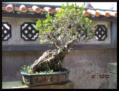 Penjing banyan, in a Southern China garden.