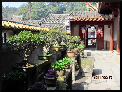 In the Southern China gardens - penjing banyan are found.