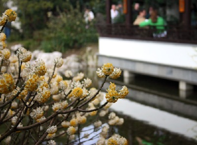 Edgeworthia chrysantha - is the focus of this photograph, taken by Matthew Haughey in Portland's - " Chinese Garden of Awakening Orchids."