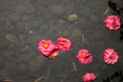 Chinese Hibiscus flowers, floating on a garden pond - photographed by Matthew Haughey in Portland's    -  " Chinese Garden of Awakening Orchids."