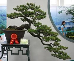 One of the prize winning Hanging Cliff Style penjing, displayed