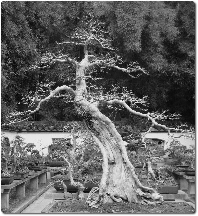 A black & white image showing up the above penjing, as a ' praiseworthy ' one.