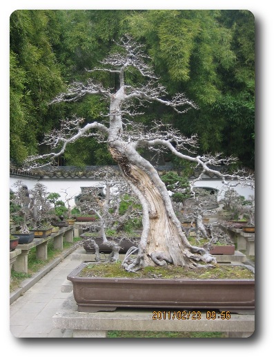 A ' magnificent,' penjing & display garden.