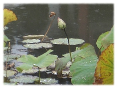 An image of lotus buds, managing to emerge, even under what is obviously, harsh conditions.