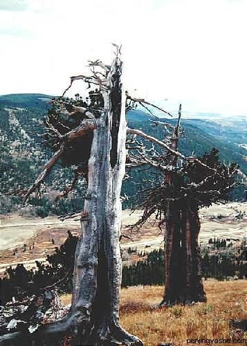 A wonderful photograph from " Penjingyashe.com " showing how nature's elemental forces, can shape the design of ancient trees, for inspiration of artisans to follow.