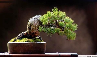 An imitation of what a penjing artisan may have seen in natural landscapes.