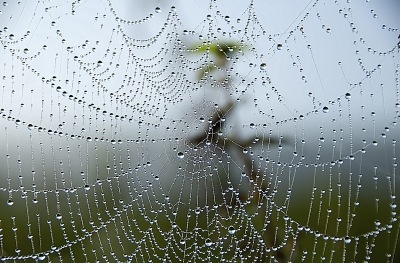 As if a Chinese calligraphy character, behind the spider web.