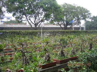 Penjing nursery.