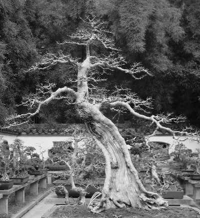 Penjing venerated magnificance, in a Chinese garden setting.