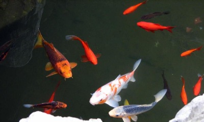 Another lovely image of garden pond fish, taken by Dr. Lin.