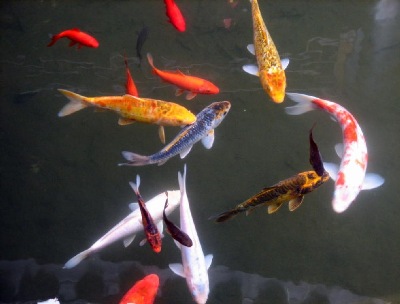 A beautiful and reflective, image of Chinese garden pond, fish - taken by Dr. Lin Sing.