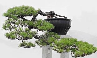 Lovely example of a " Waterfall," style penjing.