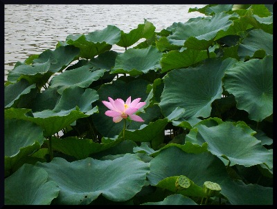 A beautiful image of a garden pond lotus, which aptly could be titled " Singleness of Purity."