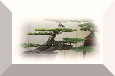 A Yangzhou penjing school  ' Delicate cloud or Platform,' style.