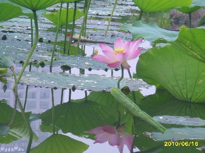 A beautiful photo of Lotus in a garden pond by Shtyle.fm friend and photographer Juan.