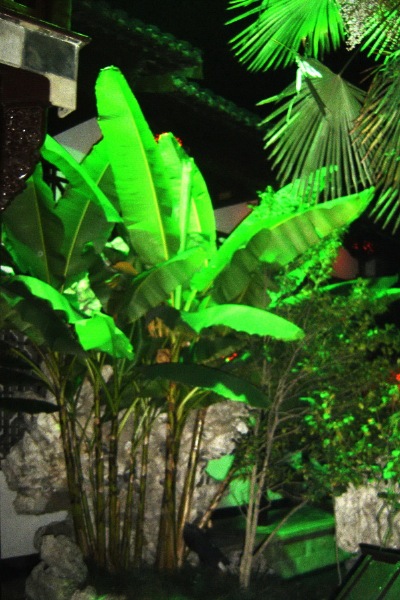 How graceful these banana leaves appear in the He Yuan, of Yangzhou, by night.