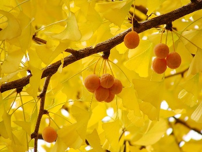 Golden Autumn tints, through Ginkgo leaves & nuts, by photographer Aomorikuma.