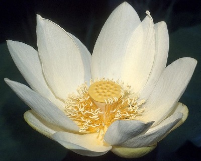 White Lotus blossom