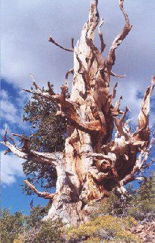 Ancient Bristlecone Pine