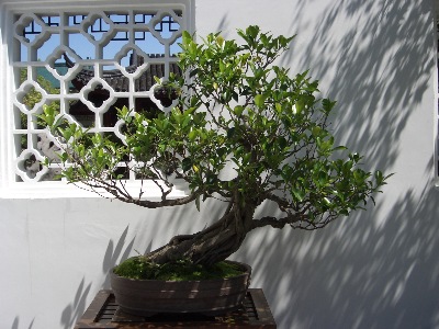 A venerable centurion, within the walls of the Dr. Sun Yat-Sen Classical Chinese Garden in Vancouver, BC.