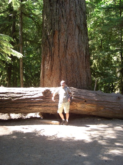 A the bottom of a " majestic," 600 [ or thereabouts - who's counting ] year old conifer, on Vancouver Island, BC.