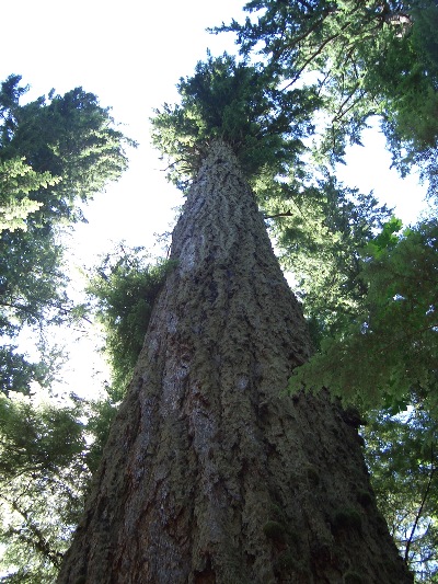 Image by Chinesegardenscene photographer, of a 600 year old conifer [ give or take ], Vancouver Island, BC. 