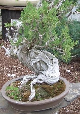 Rocky Mountain Juniper - Juniperus scopulofum - Date of Origin 1130