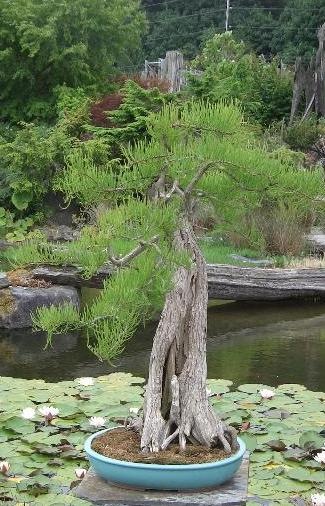 Pond Cypress - Taxodium ascendens - Date of Origin 1500 