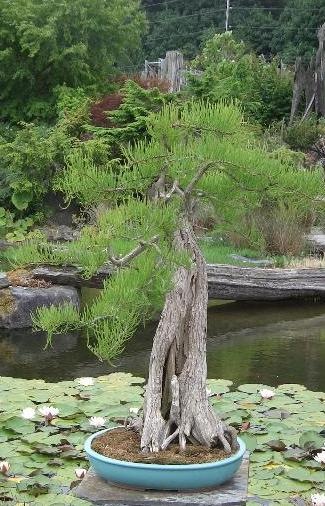 Pond Cypress - Taxodium ascendens - Date of Origin 1500