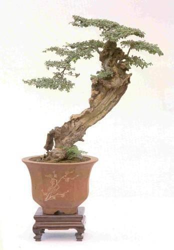 Venerable slanting penjing