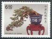 Fukien Tea penjing - Ehretia microphylla