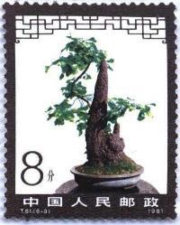 Old Ginkgo biloba Penjing