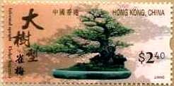 Hedge Sageretia ( Sageretia theezans ) upright tree style by Master Lau Yiu-Fai 