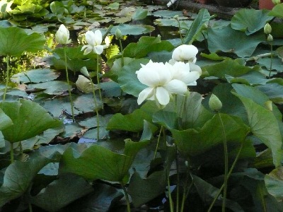 Lush garden pond growth in the Serene Lotus Pavilion Garden.
