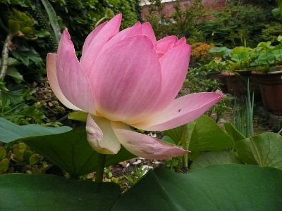 Beautifully captured bloom in the Serene Lotus Pavilion Garden.