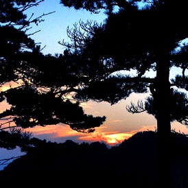 Pine strength & stability of Mt. Huangshan