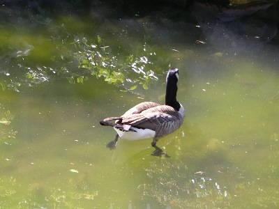 I'm watching you pal; thinks Duck, at the ready.