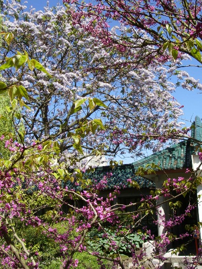 The bounteous Chinese garden flaura; where there are butterflies and ladybirds.