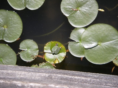 Is my back against the Great Wall, asks baby frog?