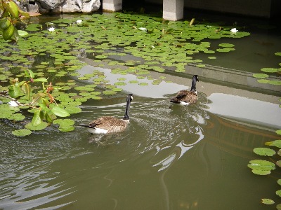 Meanwhile the ducks, decide;  best we keep looking, further afield.