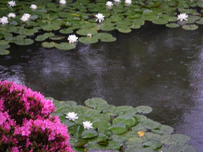 Chinese garden pond and in this instance @ the Dr. Sun Yat-Sen Classical Chinese Garden in Vancouver, BC.