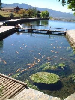 Jade Water Village, Lijiang