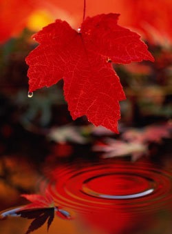 Can You not hear the gentle droplets landing on the water, here ? - a permitted photo from Facebook friend Ms Yun Moon.