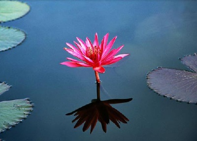 Chinese lotus flower.