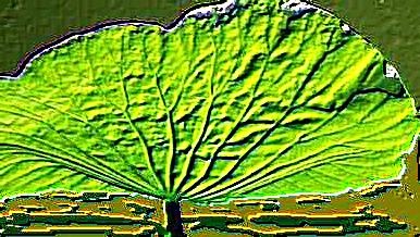 Lotus leaf basking in the sunshine.