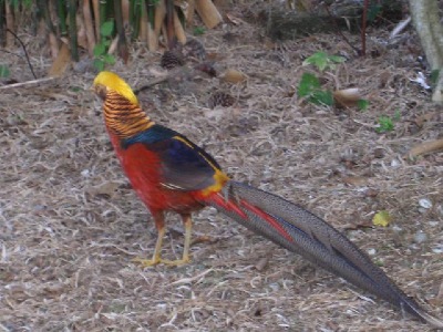 A beautiful bird foraging in bamboo leaves.